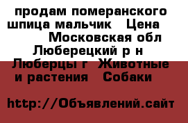 продам померанского шпица мальчик › Цена ­ 50 000 - Московская обл., Люберецкий р-н, Люберцы г. Животные и растения » Собаки   